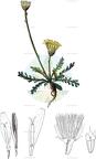 Rothmaleria granatensis