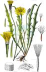 Scorzoneroides autumnalis