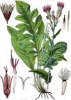Serratula tinctoria