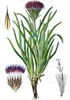 Saussurea pygmaea