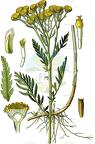 Tanacetum vulgare