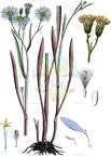 Tripolium pannonicum