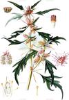 Xanthium spinosum