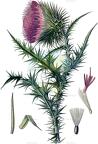 Carduus nutans