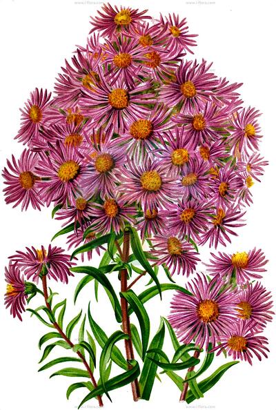Kemulariella rosea