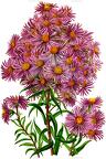 Kemulariella rosea