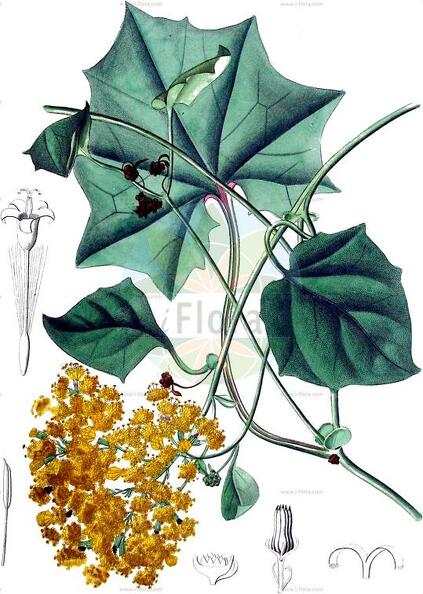 Delairea odorata