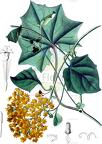 Delairea odorata