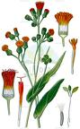 Emilia coccinea