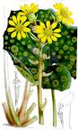 Farfugium japonicum
