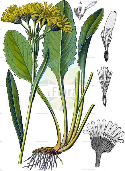 Tephroseris longifolia