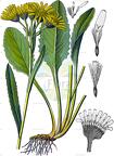 Tephroseris longifolia