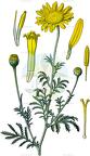 Cota tinctoria
