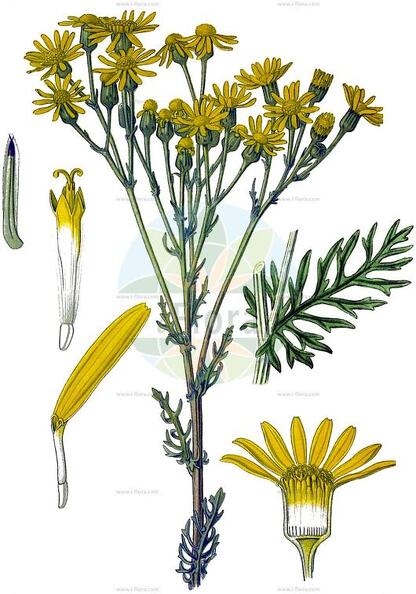Jacobaea vulgaris