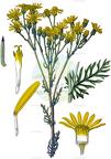 Jacobaea vulgaris