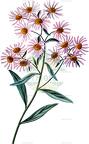 Boltonia asteroides