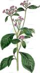 Ethulia conyzoides