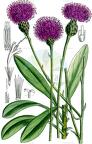 Cheirolophus crassifolius
