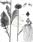 Klasea nudicaulis