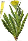 Schlagintweitia intybacea
