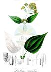 Liatris spicata