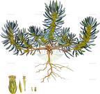 Ifloga spicata