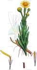 Limbarda crithmoides