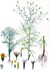 Schkuhria pinnata