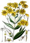 Guizotia abyssinica