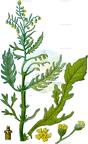 Parthenium hysterophorus