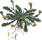 Hedypnois rhagadioloides