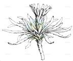 Robertia taraxacoides