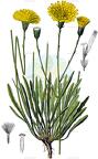 Tolpis staticifolia