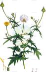 Urospermum picroides