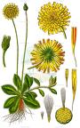 Pilosella officinarum