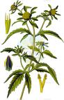 Bidens tripartita