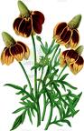 Ratibida columnifera