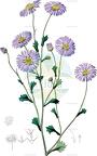 Calotis cuneifolia