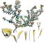 Anaphalioides bellidioides