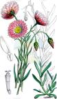 Rhodanthe chlorocephala