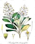 Brachyglottis elaeagnifolia