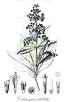 Critoniopsis stellata
