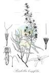 Brickellia longifolia