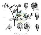 Milleria quinqueflora