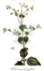 Milleria quinqueflora