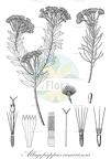 Allagopappus canariensis