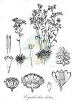 Cyathocline lutea