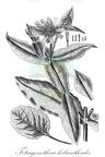 Tetragonotheca helianthoides