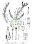 Rhynchopsidium sessiliflorum