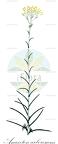 Anaxeton arborescens